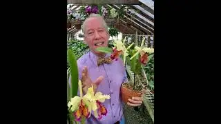 The Trick to Growing Cattleya dowiana - Part 2