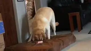 Yellow Labrador with new bone