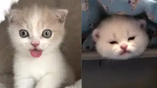 Baby Cats - Cute & Funny Cat Videos Compilation #7