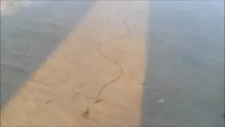 Конский волос