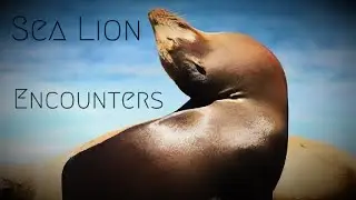 Encounters From THESE SEA CREATURES Is Becoming TOO UNPREDICTABLE!