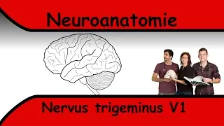 Nervus Trigeminus V1 clipdocs.de