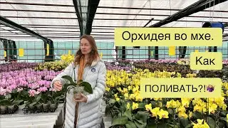 Мох в качестве грунта. Как не допустить перелива?