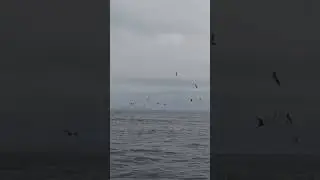 200lb Bluefin Tuna Annihilate Baitballs