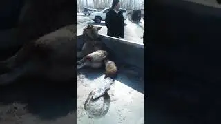 Карышкырлар заманы. Кыргызстанда 120 каттодо турган карышкырлар барбы?