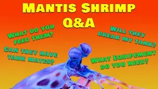 Avoid These Mistakes: Essential Tips for Mantis Shrimp Care