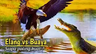 Serem !!! Pertarungan Burung Elang vs Buaya