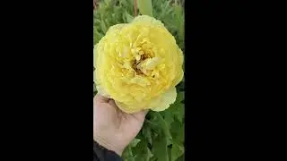 цветение пиона сорта Сонома йедо