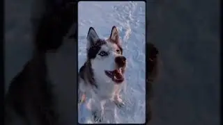 Маленький олененок🥰🦌