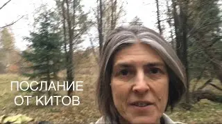 Послание от китов. Эксперимент со звуком номер 3.