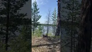 Педро Пэ..из Сан-Тропе #врекомендации#song#dog#travel#nature#animals#funnyvideo#wildlife#север#коми