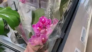What is INTERESTING😍   Overview of Orchids in the shopping center 