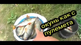 ОКУНЬ КАК ИЗ ПУЛЕМЕТА/ОБЗОР КРЕСЛА В ЛОДКУ #тайгахмао #окунь