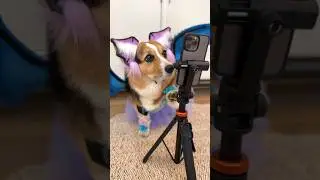 How would you rate their cosplay?