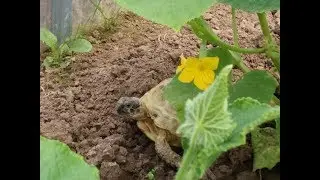 Уход за сухопутной черепахой. Пышка гуляет.