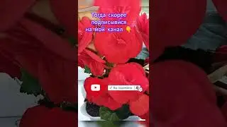 Как вырастить такую красоту 😱😍🤫 #сад #цветы #бегония #бегонияэлатиор #глоксинии #домашниецветы
