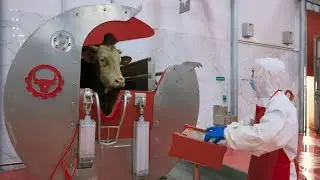 Meat processing factory.