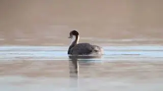 Blanquillo (Podiceps occipitalis)