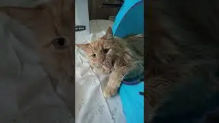 😺MeYawn | Parker the Cat