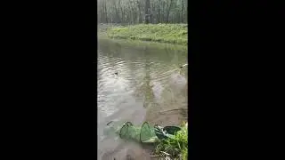 Ловля карпа в мае! Ловим трофеи!