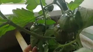 На балконе летом...