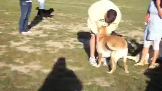 Swift Run Dog Park 3