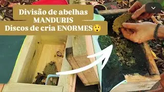 🟡GENETICS of the Large Discus! 😲 #Melipona_Torrida 🇧🇷 #manduri #native #meliponiculture #asf #bee