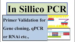 Primer validation for PCR in sillico PCR