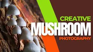 Creative Mushroom Photography