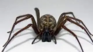 Пауки