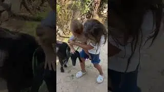 #shortsvideo