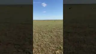 КОЗЫ И ОВЦЫ.МРС НА ВЫПАСЕ.ПАСТБИЩЕ ДЛЯ СКОТА.СЕЛЬСКОЕ ХОЗЯЙСТВО.ФЕРМЕРСТВО.АГРО.МЕЛКИЙ РОГАТЫЙ СКОТ