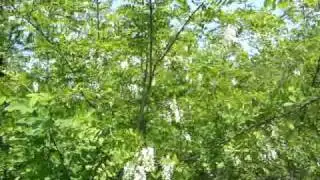 canto di  fringuelli- video creato da Delia Smit Bonazzoli