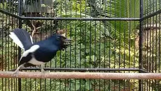 Kacer gacor pagi siang malam MENAMBAH ISIAN SUARA