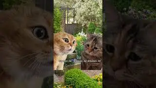 Дорогая, чем ты увлекаешься по жизни? #тренд #приколы #коты #мемыскотами#веселыекоты