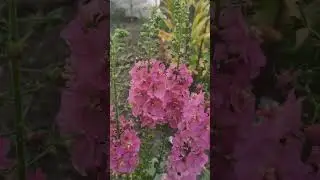 КОРОВЯК - Вербаскум  это не сорняк, а красавчик сада  #цветы #flowers #дача #сад  #весна