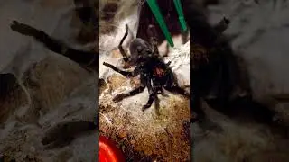 Паук-птицеед, если что, то он не лёг линять.