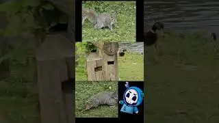 a squirrel from the walk... also I am obsessed with sleep token #Audhd #mentalhealth #squirrel #walk