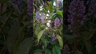 Дихоризандра 