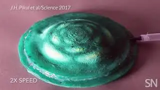 This material takes inspiration from cuttlefish | Science News