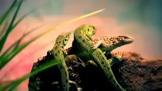 Ящерицы дома