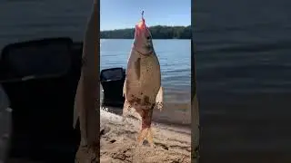 Рыбалка на озернинское вд.)) #рыбалка #fishing #carpfishing #carp #sports #россия #подпишись