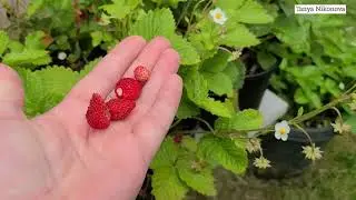 Наши безпризорники ЗЕМЛЯНИКА И КЛУБНИКА 🍓