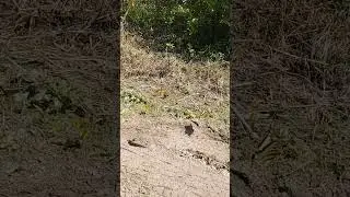 Fakahatchee Kaleidoscope