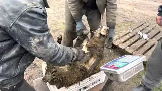 Едим в Украину грузиться барашками😅