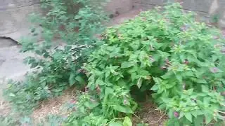 Партенит.   2019г.18 .08.