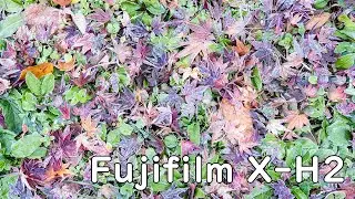 Searching for the End of Autumn | Fujifilm X-H2 | HDR | Autumn Foliage in Kamakura