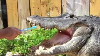 BRUSHING MY ALLIGATOR'S TEETH!!