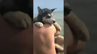 Мои собаки)