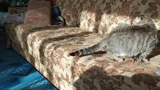 Наши котята.